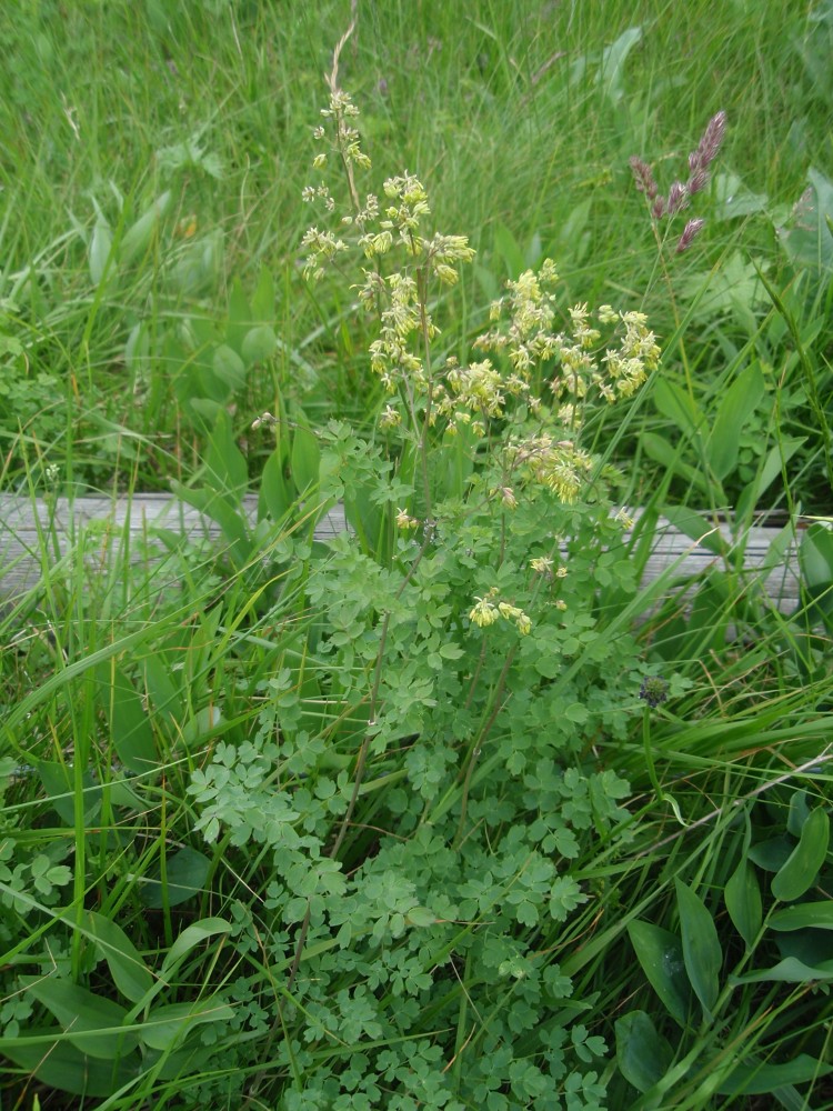 Thalictrum cfr.  minus